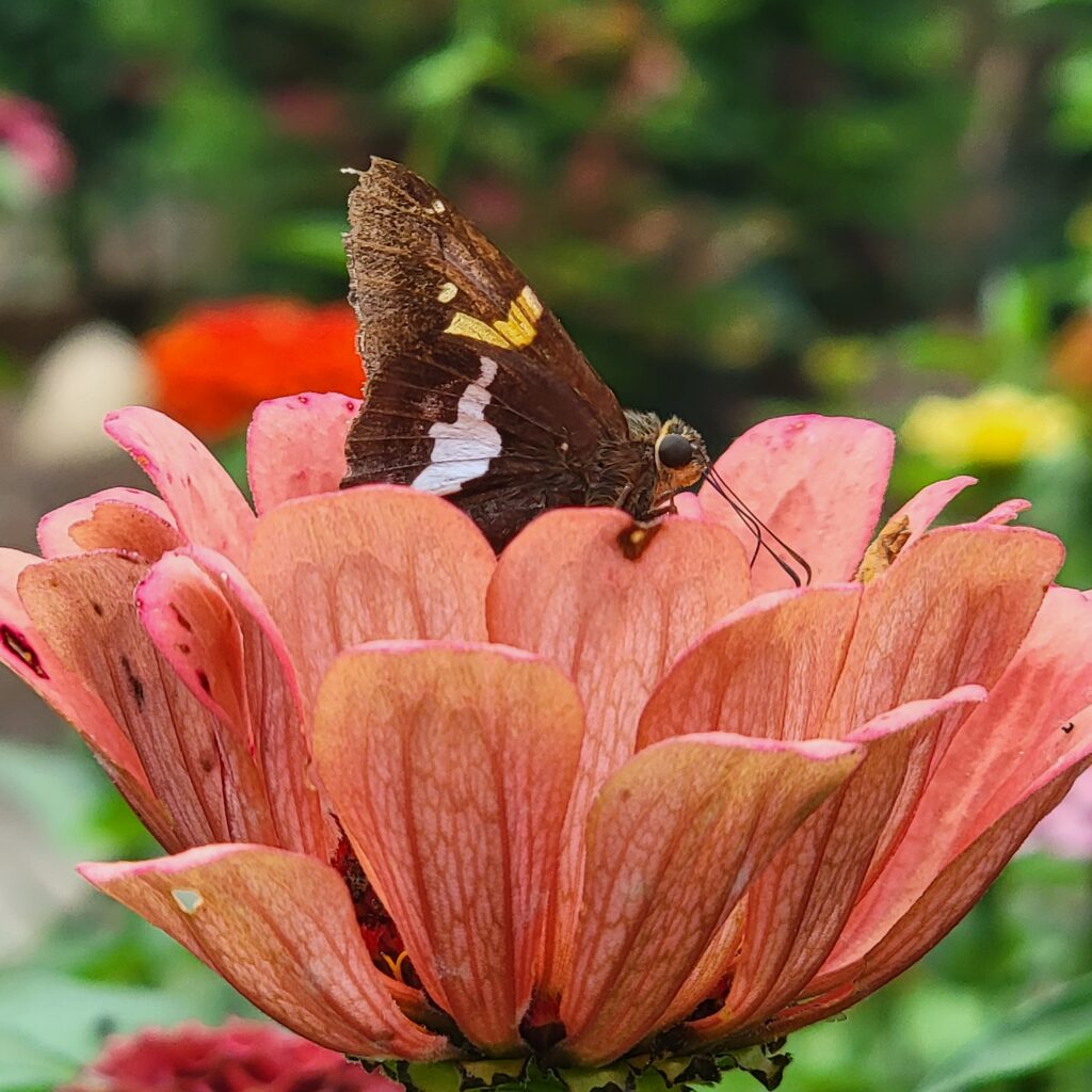 Silver spotted skipper on pink zinnia