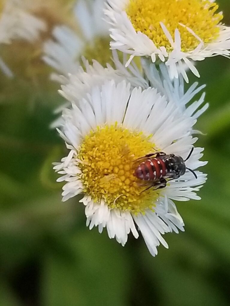 Small bee on yellow center of white flower