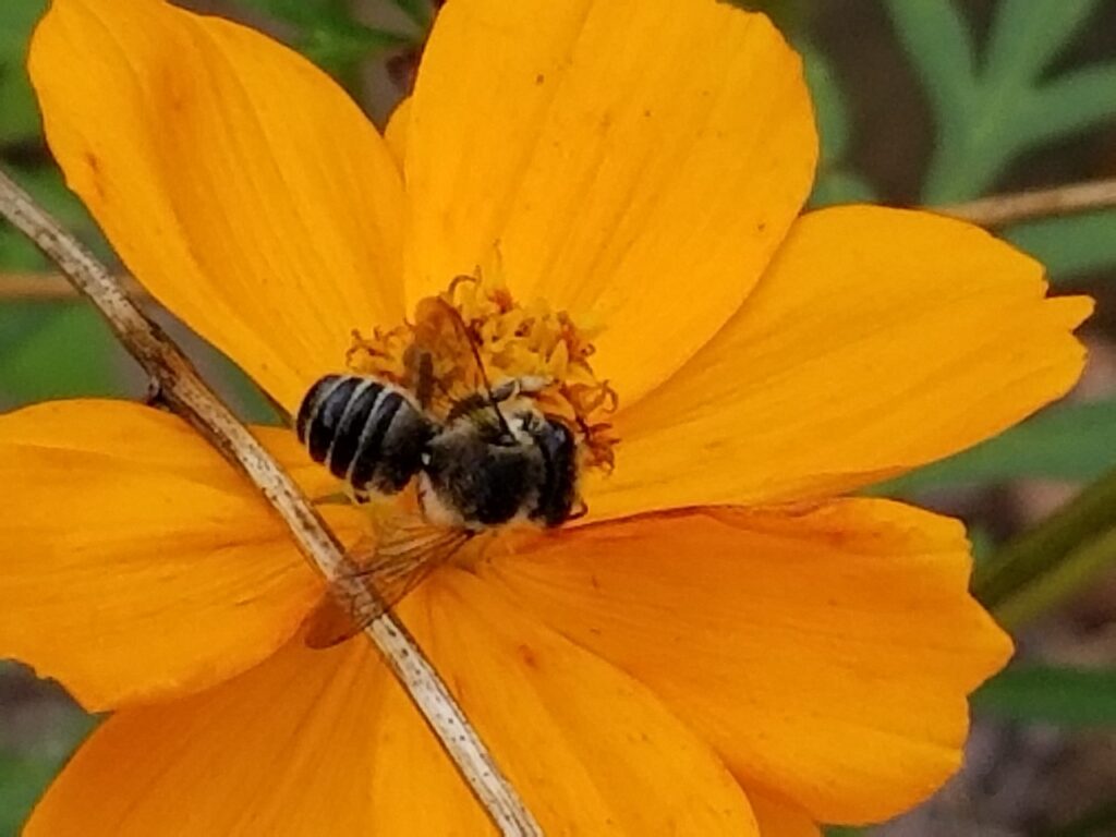 small be on cosomos flower