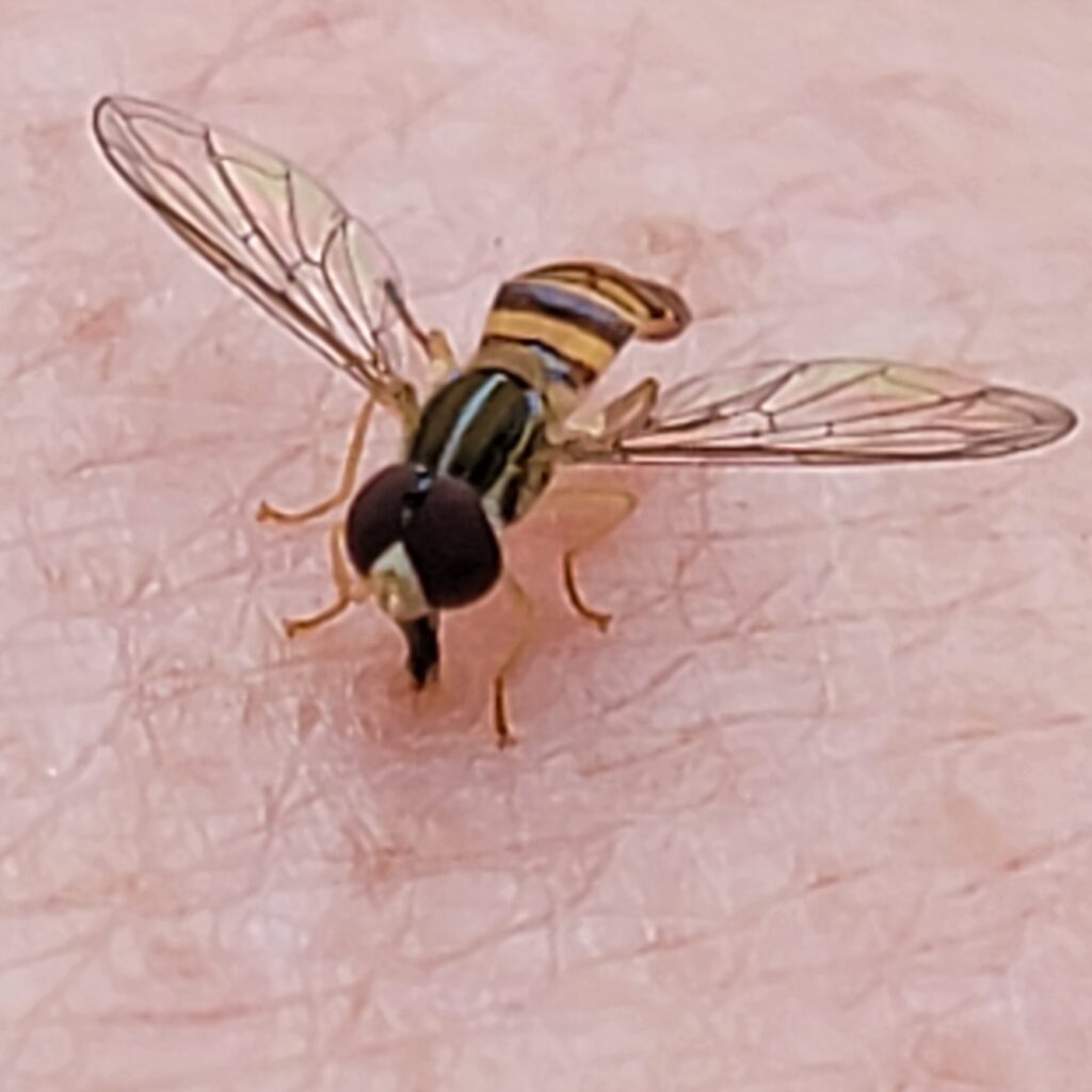 Syrphid fly on human skin