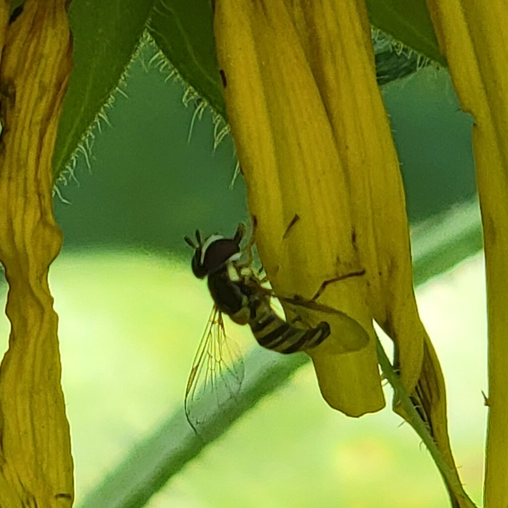 Syrphid fly on sunflower