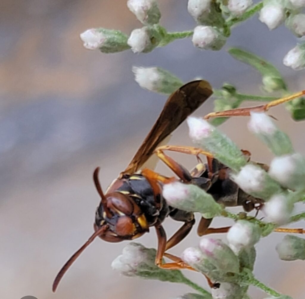 Wasp close up with facial view