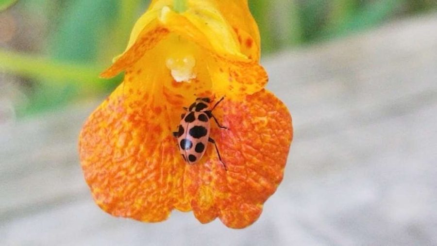 The Other Insects