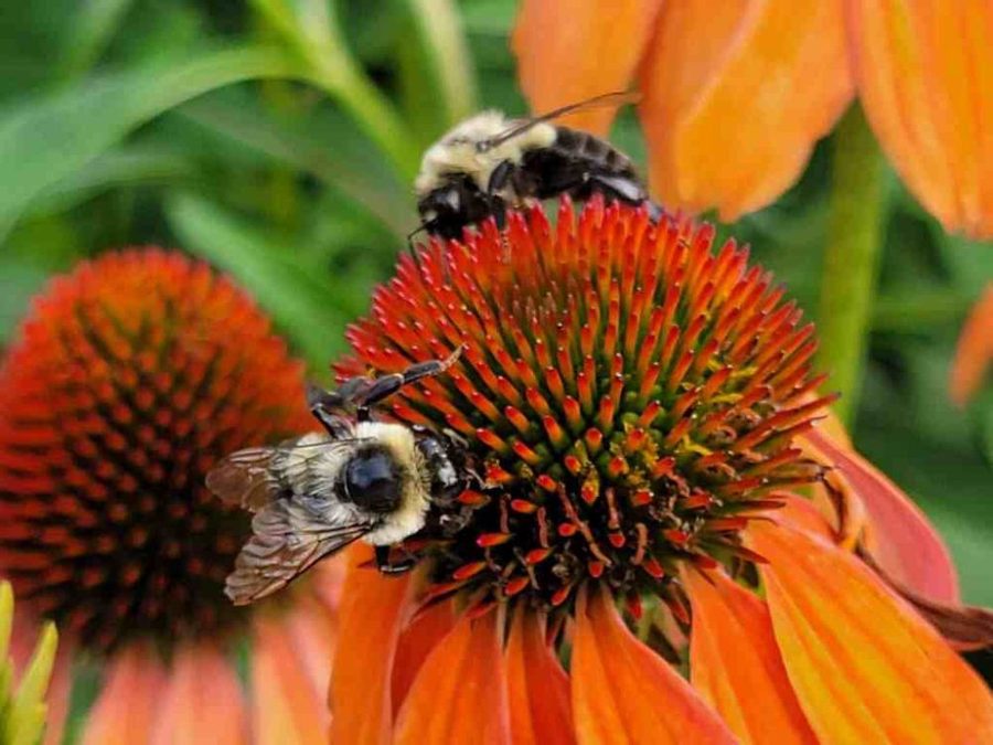 Bumble Bees