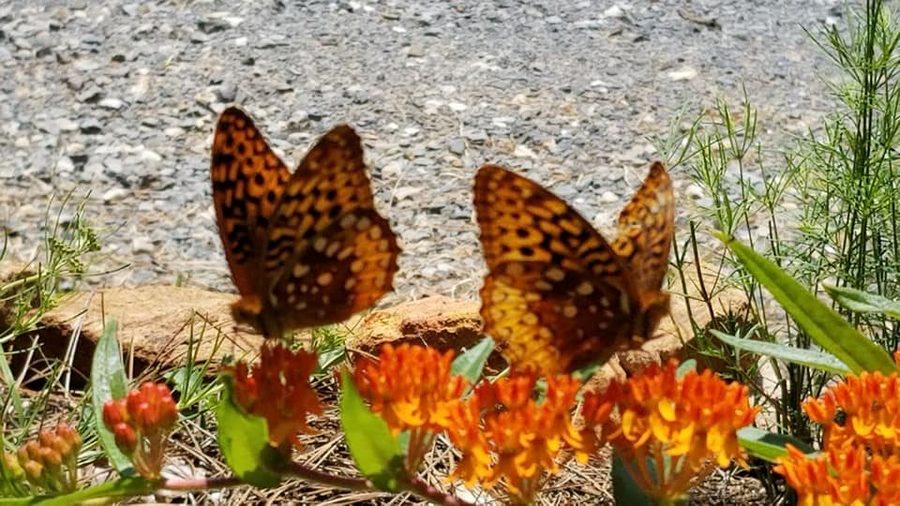 Butterflies