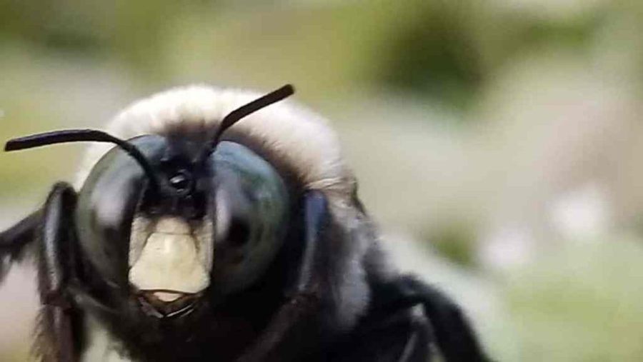 Carpenter Bees