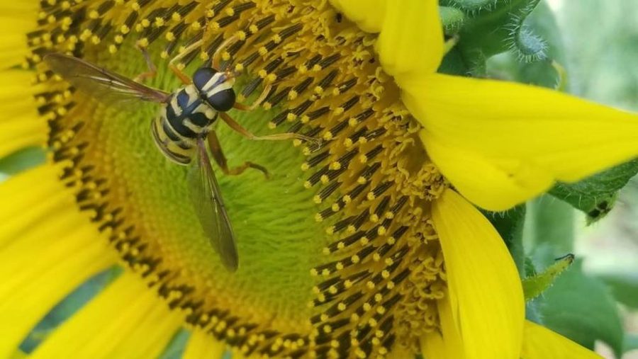 Flies & Wasps