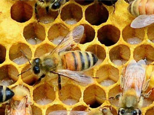 Honey Bees