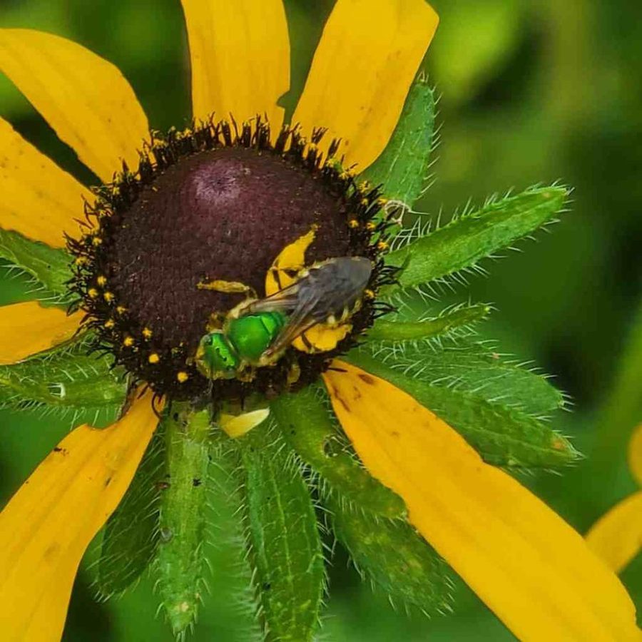 Small Bees