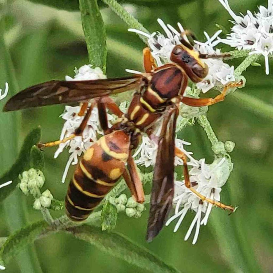 Flies & Wasps