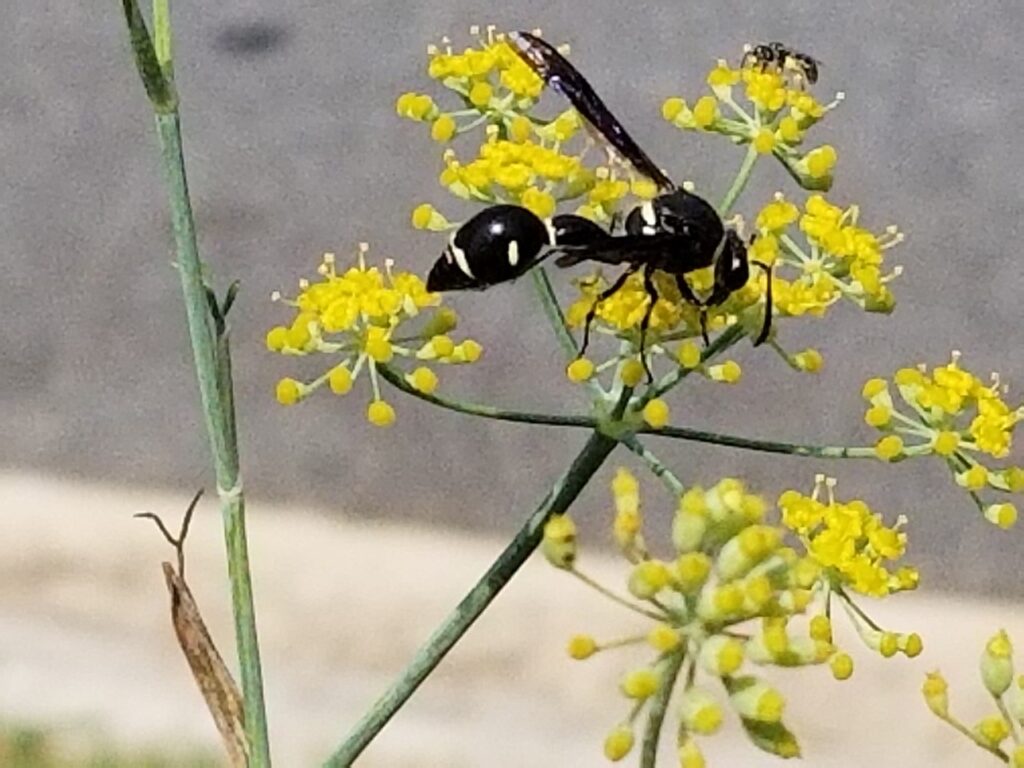 Potter wasp on yellow flower