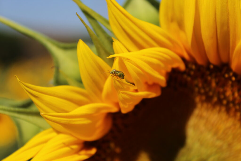 Very small bee on sunflower